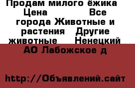 Продам милого ёжика › Цена ­ 10 000 - Все города Животные и растения » Другие животные   . Ненецкий АО,Лабожское д.